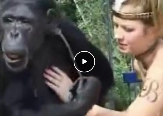 best of Chimpanzees with women fucking