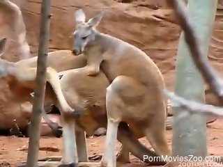 best of Kangaroo women porn fuck