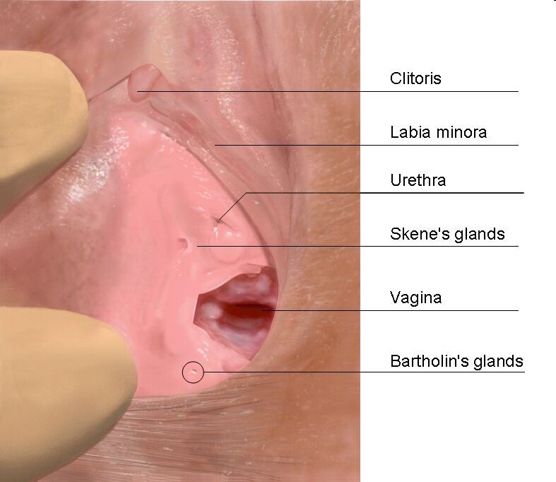 Fox recomended pierced female urethra
